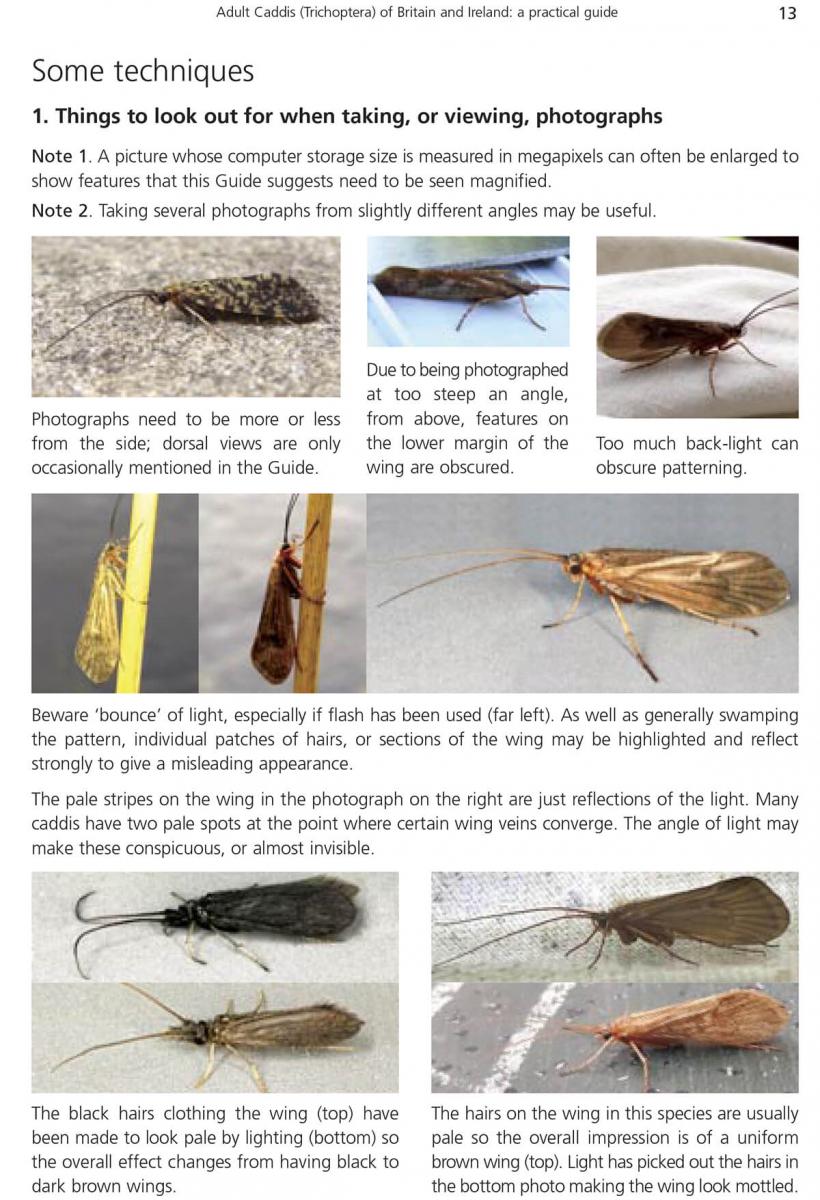 New AIDGAP guide Adult Caddis (Trichoptera) of Britain and Ireland Biodiversity Projects